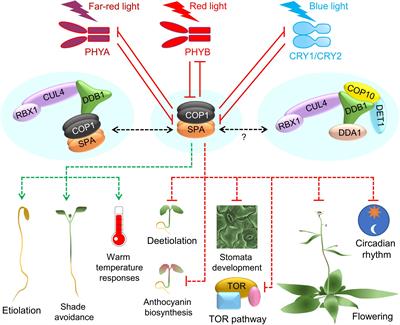 Illuminating the COP1/SPA Ubiquitin Ligase: Fresh Insights Into Its Structure and Functions During Plant Photomorphogenesis